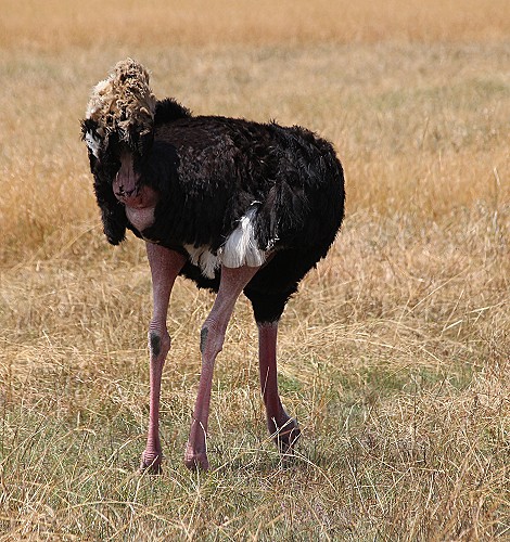 Masai Strauß, Masai Mara