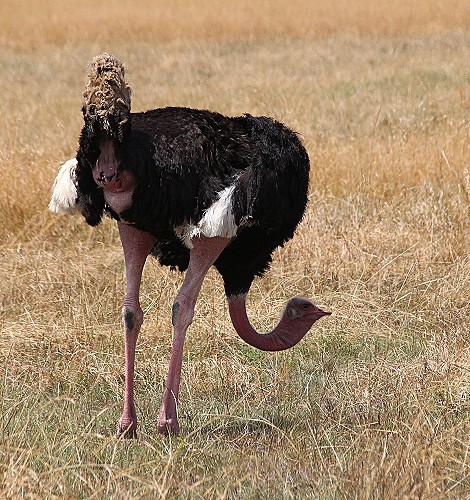 Masai Strauß, Masai Mara