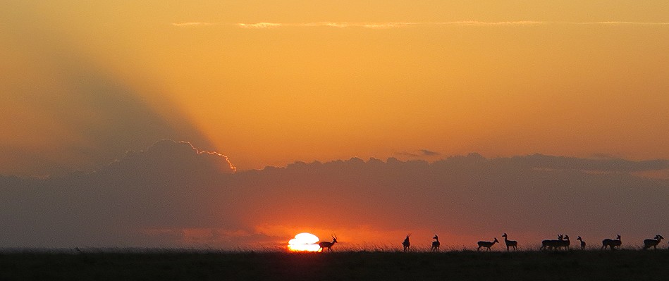 Sonnenuntergang in der Masai Mara