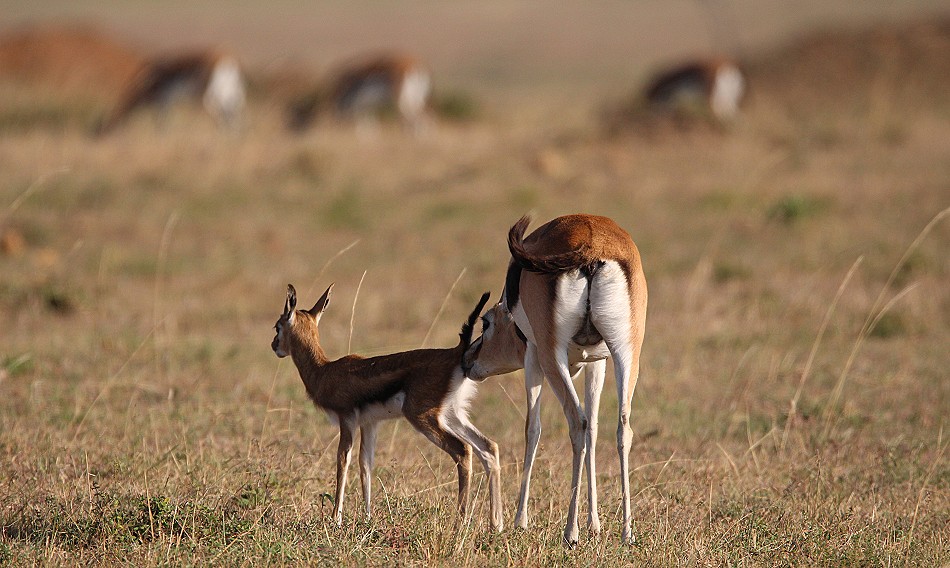 Thomson Gazelle mit Kitz