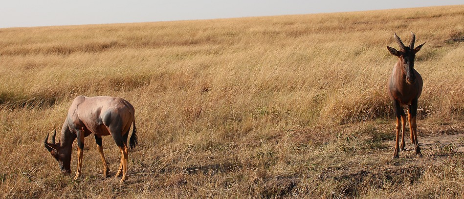 Leierantilope, Topi, Masai Mara