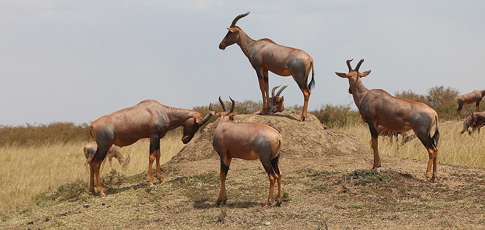 Topis in der Masai Mara