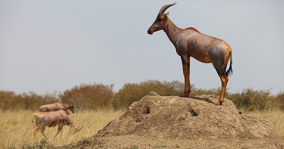 Topi, Leierantilope hält Wache