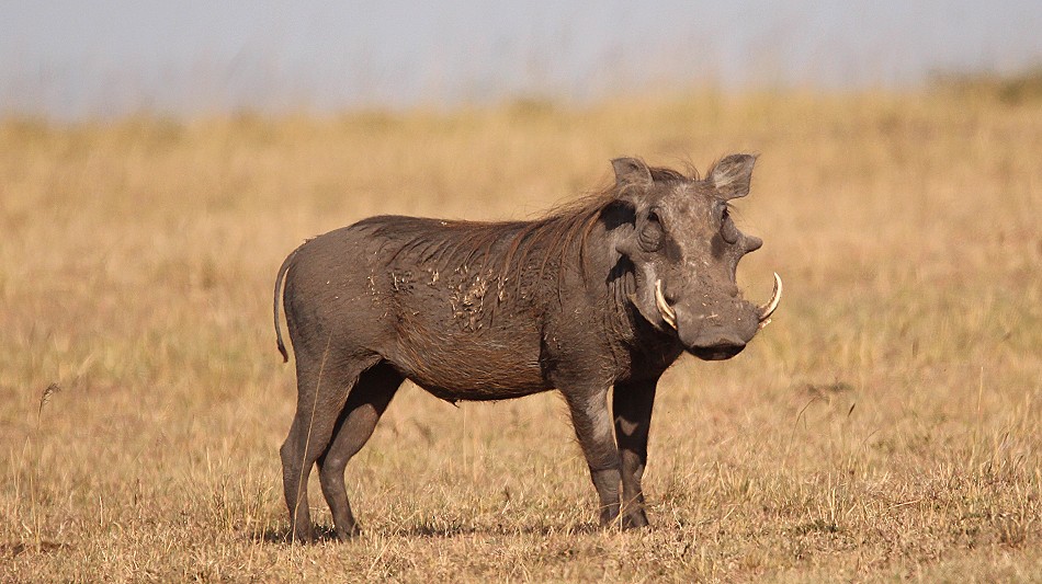 Warzenschwein