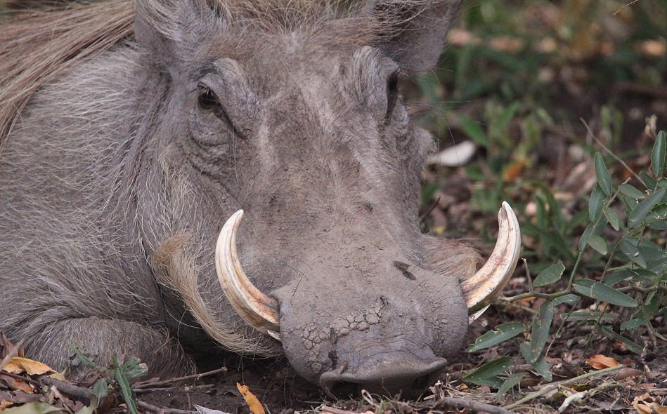 Warzenschwein in der Masai Mara