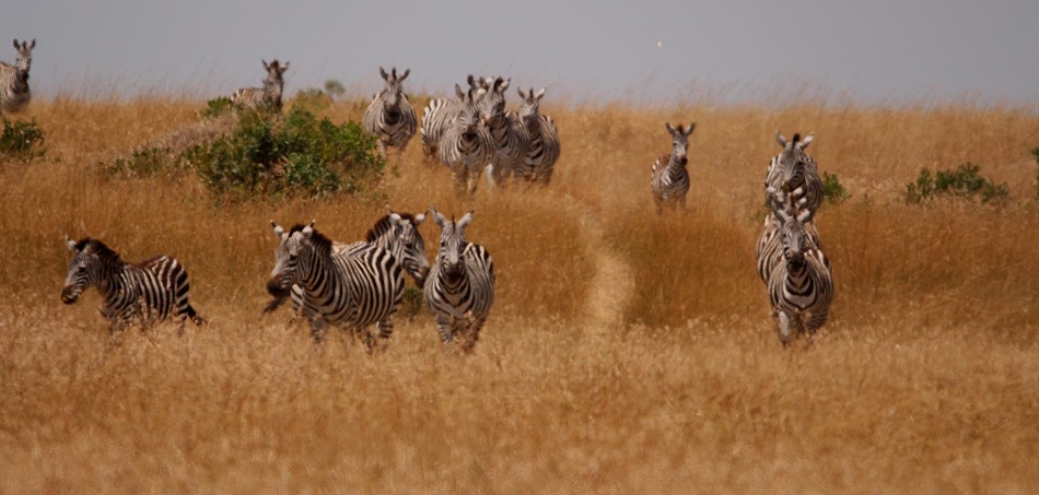 Masai Mara Migration, Zebras