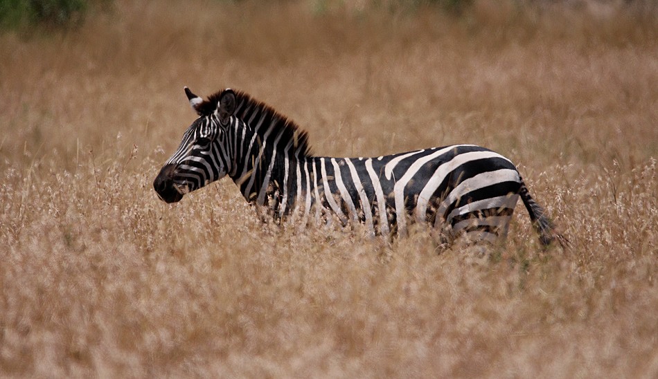 Steppenzebra, Masai Mara