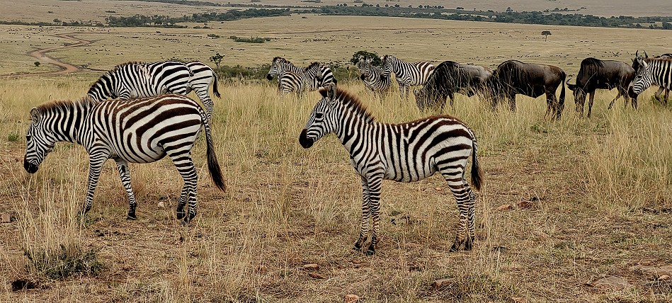 Lookout Hill, Masai Mara Migration September 2023