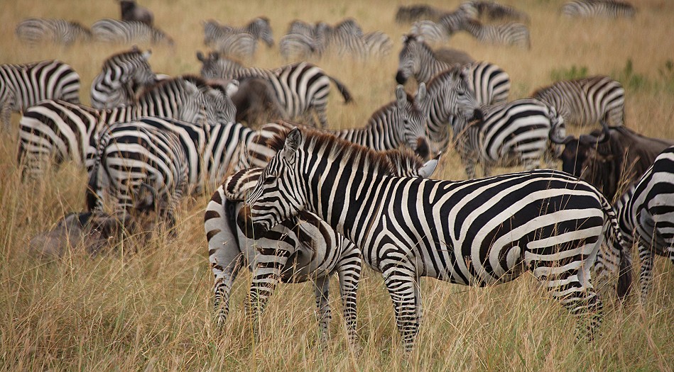 Lookout Hill, Masai Mara Migration September 2023