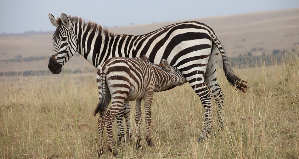 Masai Mara, Zebra mit Fohlen