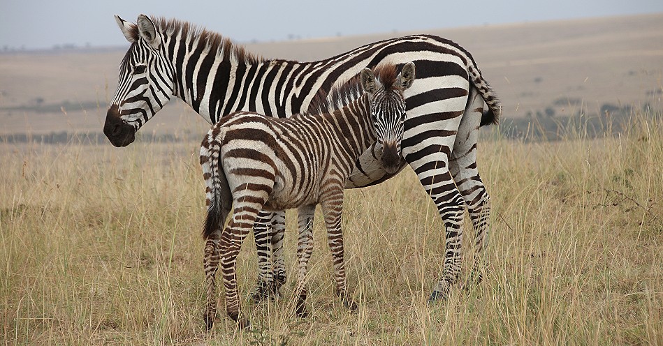Masai Mara, Zebra mit Fohlen