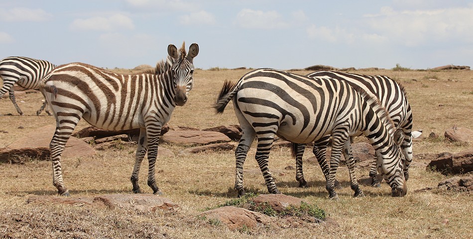 Zebras