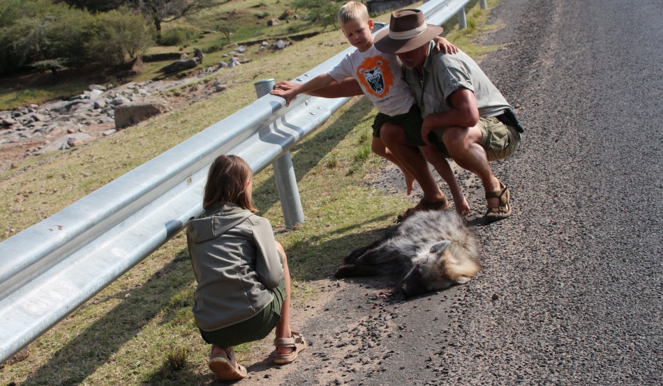 Roadkill - Tüpfelhyäne, traurig aber Realität