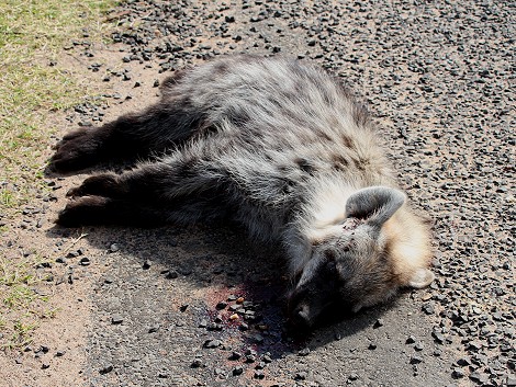 Roadkill - Tüpfelhyäne