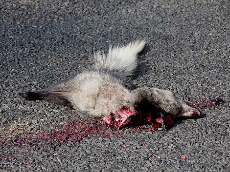 Roadkill - Weißschwanzmanguste