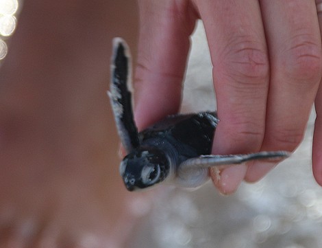 Mtwapa Sea Turtle Patrol Projekt