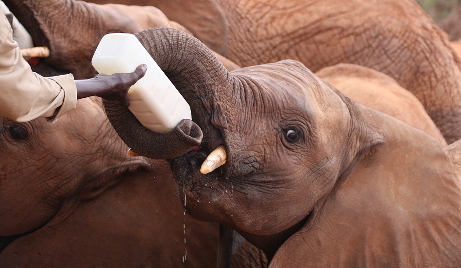 Sheldrick Wildlife Trust - Voi Auswilderungsstation Tsavo Ost National Park