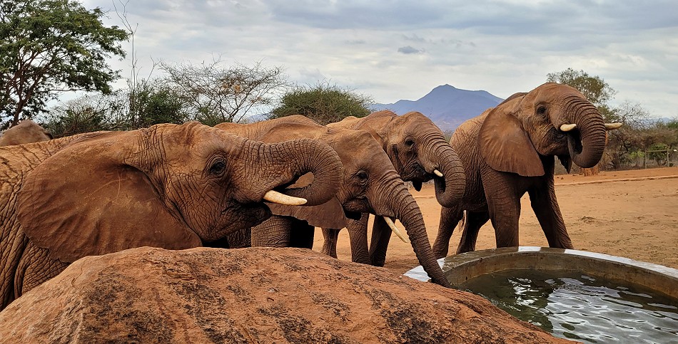 Sheldrick Wildlife Trust - Voi Auswilderungsstation Tsavo Ost National Park