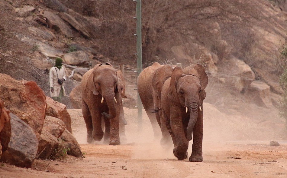 Sheldrick Wildlife Trust - Voi Auswilderungsstation Tsavo Ost National Park