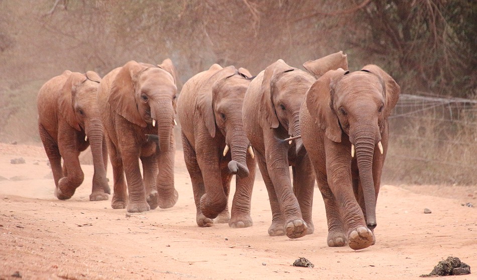 Sheldrick Wildlife Trust - Voi Auswilderungsstation Tsavo Ost National Park