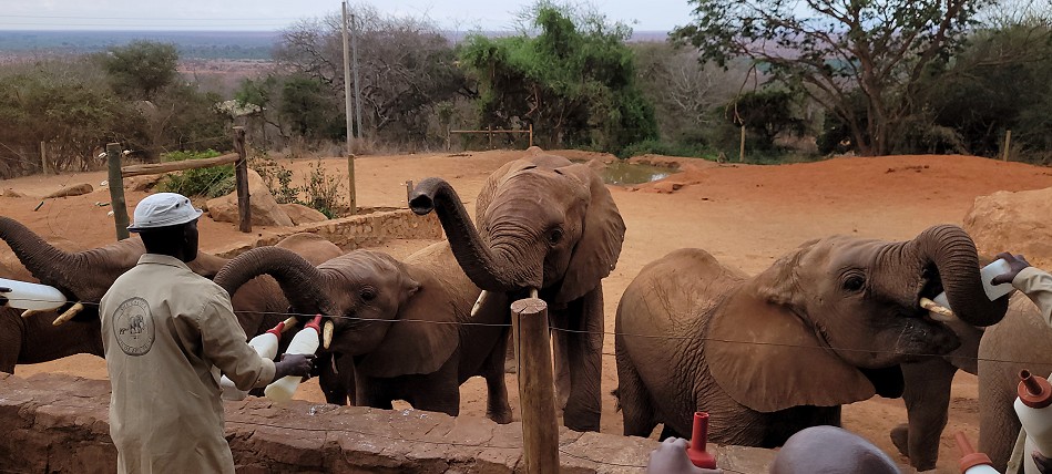 Sheldrick Wildlife Trust - Voi Auswilderungsstation Tsavo Ost National Park
