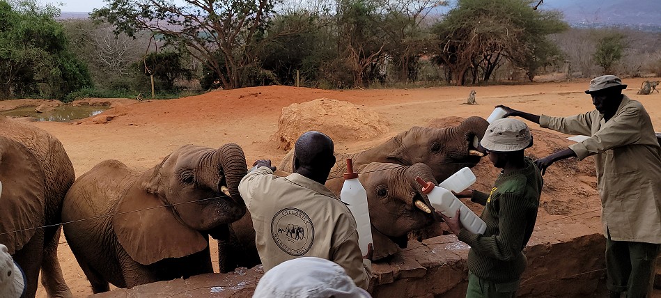 Sheldrick Wildlife Trust - Voi Auswilderungsstation Tsavo Ost National Park