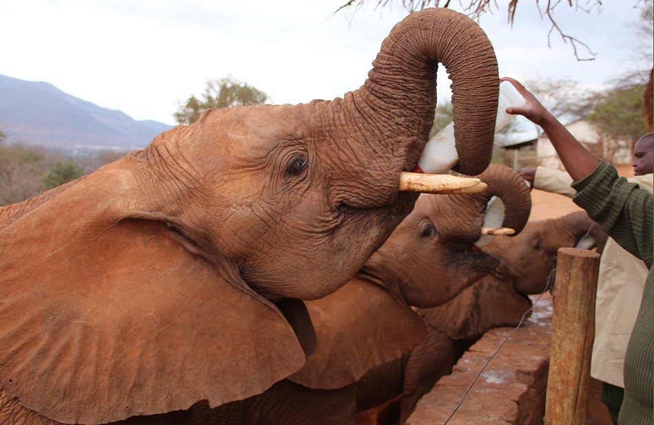 Sheldrick Wildlife Trust - Voi Auswilderungsstation Tsavo Ost National Park