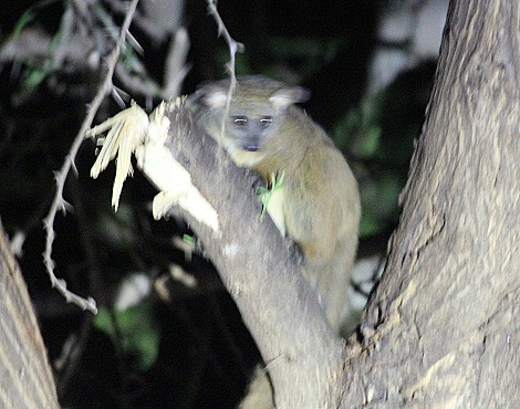 Bushbaby im Sentrim Tsavo Camp