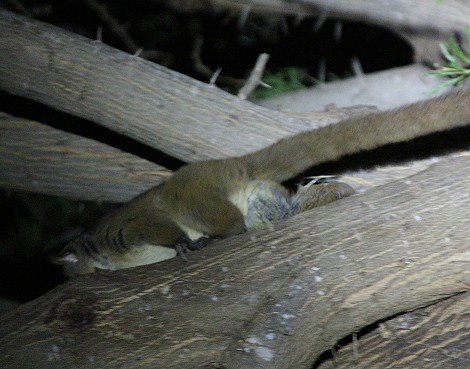 Bushbaby im Sentrim Tsavo Camp