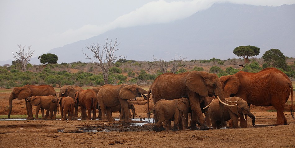 Sentrim Tsavo Camp, ex Tarhi Camp - Tsavo Ost National Park