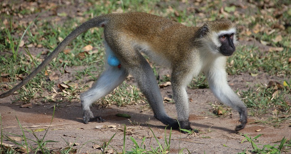 Keringet Tiwi Beach Villa - Grüne Meerkatze