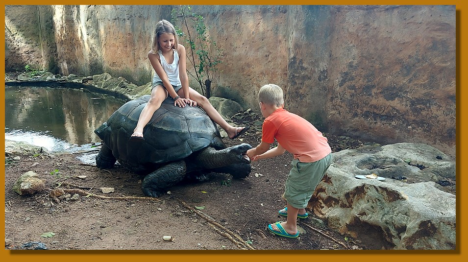Aldabra Riesenschildkröten im Boko Boko Guesthouse