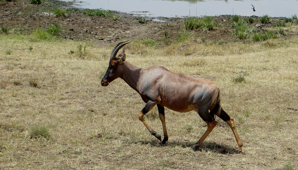 Topi, Leierantilope
