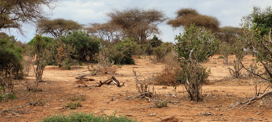 Geparden Männchen im Tsavo Ost National Park