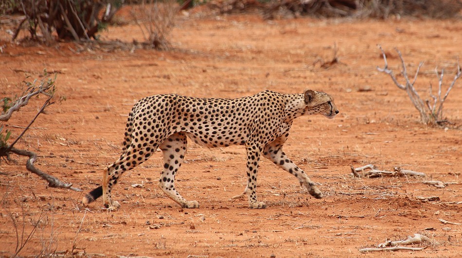 Geparden Männchen im Tsavo Ost National Park