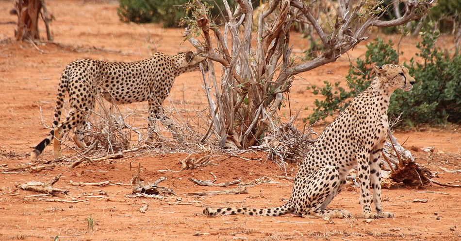 Geparden Männchen im Tsavo Ost National Park