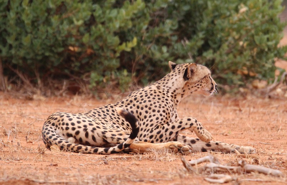hungrige Geparden Männchen im Tsavo Ost National Park