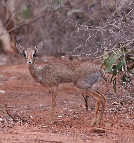 Dik Dik; Tsavo Ost National Park