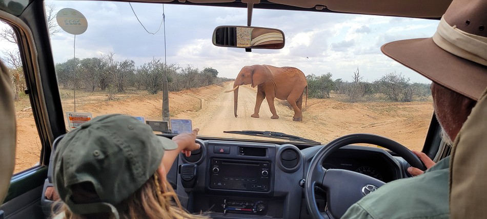 roter Elefant auf der Piste im Tsavo Ost National Park