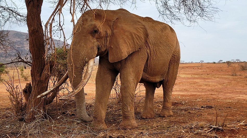 Elefantenbulle im Tsavo Ost National Park