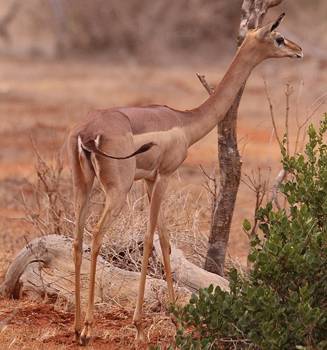 Giraffenhalsantilope; Tsavo Ost National Park