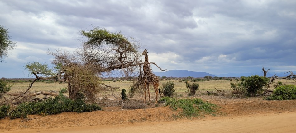 Masai Giraffe; Tsavo Ost National Park