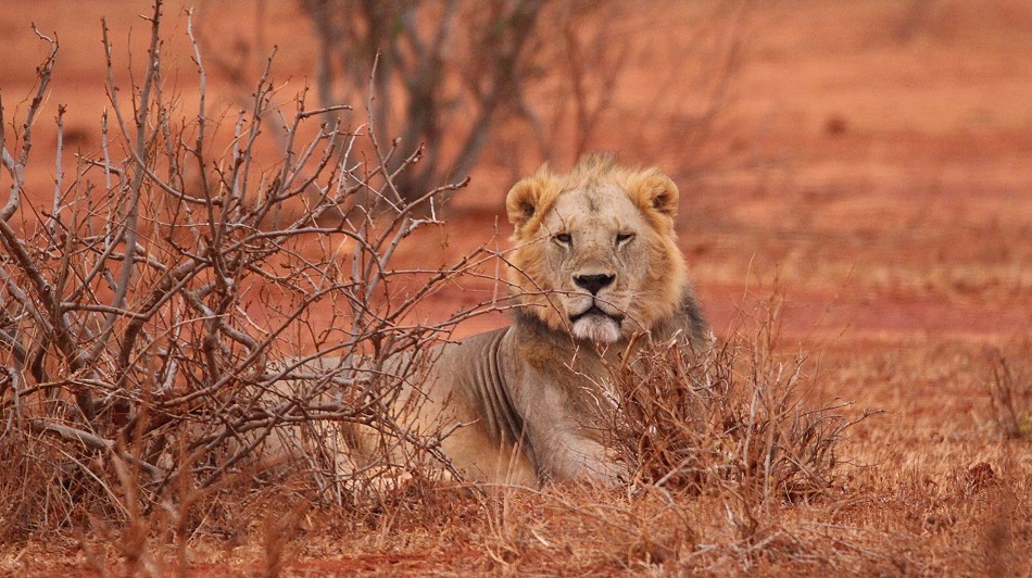 Löwe im Tsavo Ost National Park