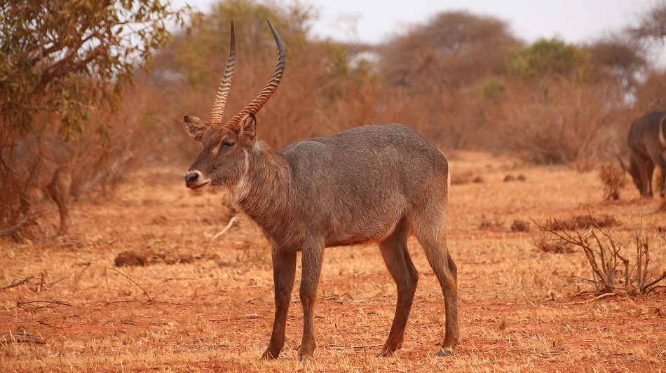 Ellipsen-Wasserbock (Kobus ellipsiprymnus); Tsavo Ost National Park