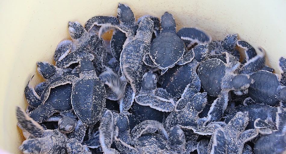 Mtwapa Sea Turtle Patrol Projekt