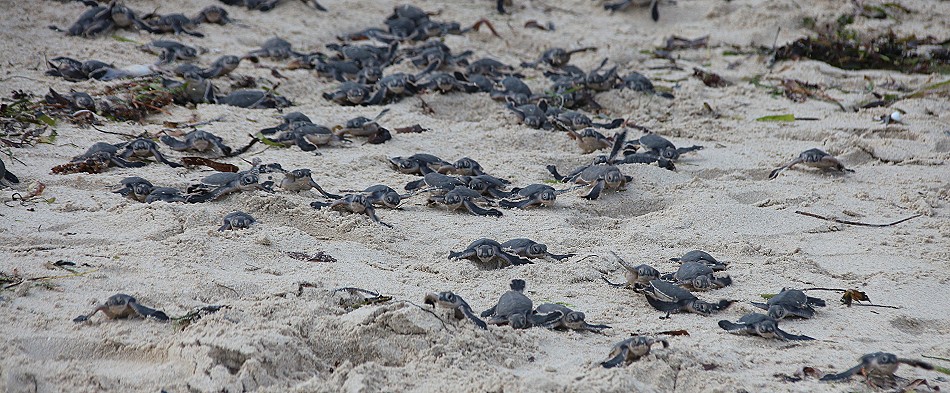 Mtwapa Sea Turtle Patrol Projekt