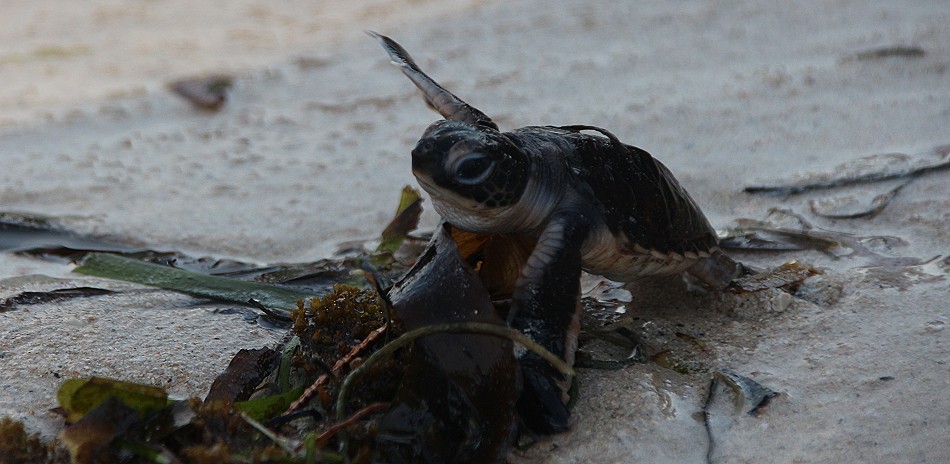 Mtwapa Sea Turtle Patrol Projekt