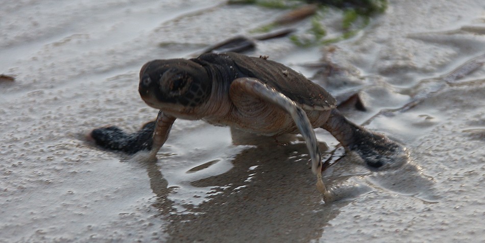 Mtwapa Sea Turtle Patrol Projekt
