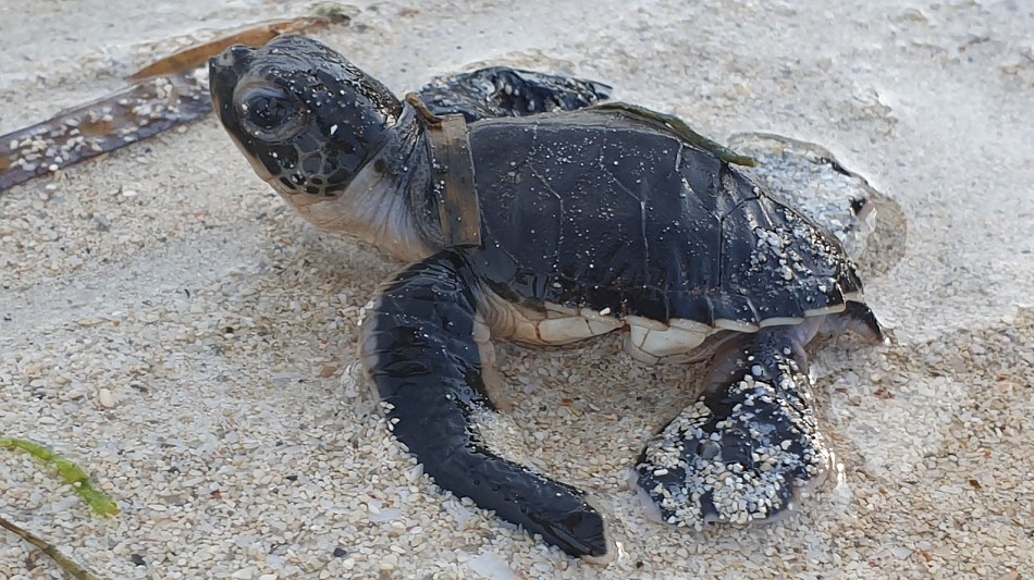 Mtwapa Sea Turtle Patrol Projekt