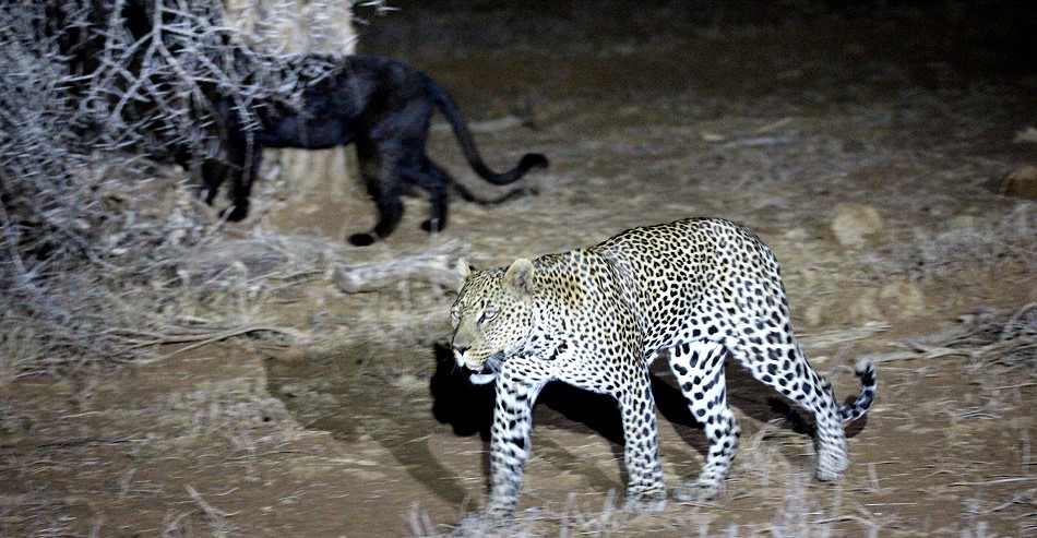 Giza, schwarzer Leopard